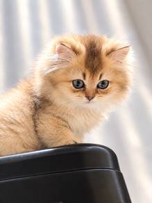 British Long Hair kitten