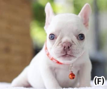 FRENCH BULLDOG PUPPIES VIP819 🌻 Boy-Girl Cream