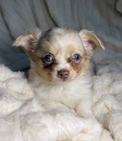 CHIHUAHUA PUPPIES 178 🌷Head Apple Cute Dog