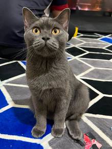 kucing bsh female