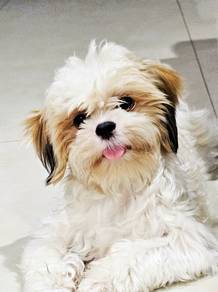 Cute Shih Tzu Pure breed