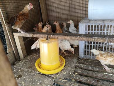 Ayam hutan