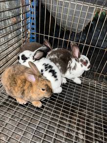 Arnab Rabbit Minirex