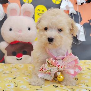 Poodle
