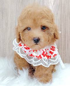 Poodle