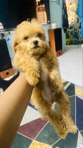 shipoo puppy for sale