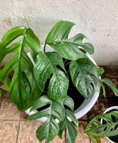 Monstera PINNATIPARTITA / ADANSONII