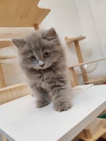 British longhair kitten