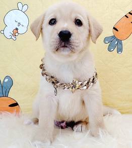 Labrador Retriever