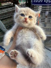 British short hair Kitten