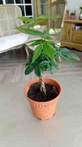 Money Tree