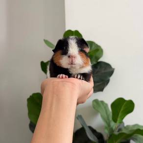 Teddy bear guinea pig tikus belanda