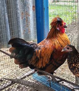 ayam jantan golden poland 