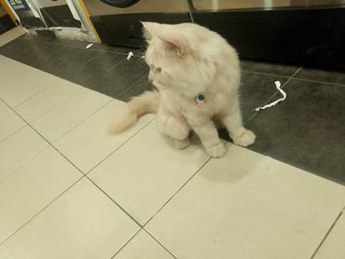 Kucing 