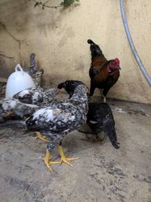 ayam sabung rintek