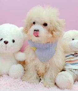 Maltipoo