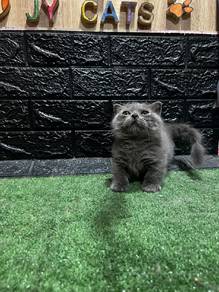 Munchkin Kitten