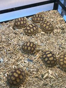 Sulcata for sale