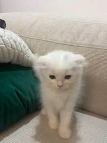 Kitten mixed breed