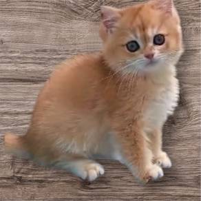 British shorthair NY12 good quality