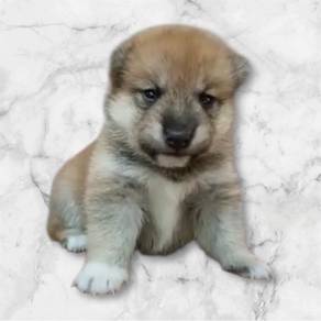 Shiba inu puppies mka mka mka