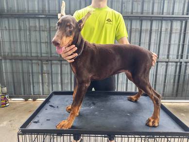 Male Doberman Puppy Big Bone MKA 0510A