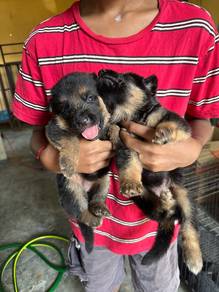 German shepherd