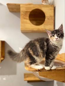Mainecoon certificate