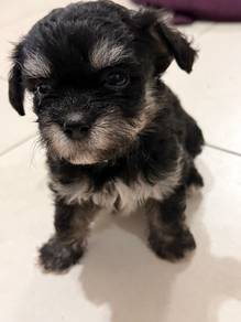 shihpoo shipoo shih poo shih tzu mix poodle 