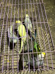 Burung Baji