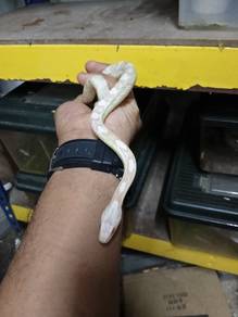 Corn Snake 