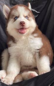SIBERIAN HUSKY PUPPIES 🌻 Boy~Girl VIP08