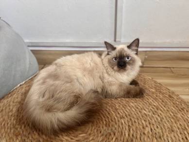 Seal Point BLH + BSH Breed