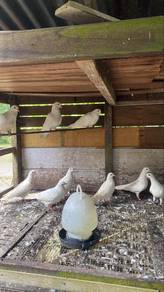 burung merpati putih