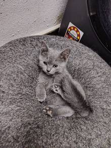Bsh