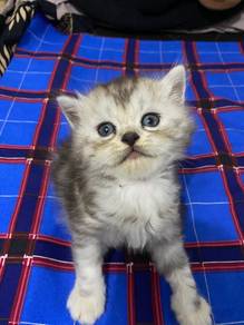 kucing baka DLH