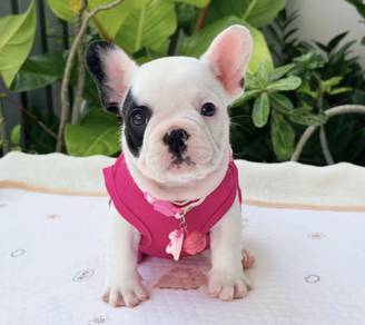 FRENCH BULLDOG PUPPIES VIP123 🌻Cow Pattern
