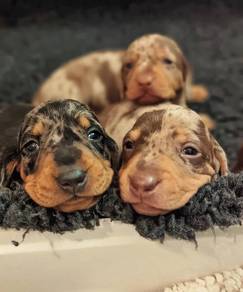 HHH6000 Mini Dachshund long haired dapple