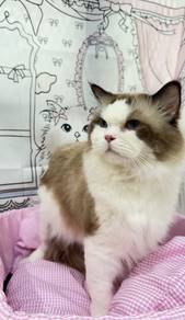 Seal Point Bicolor Ragdoll（Import）