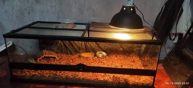 exoterra terrarium 