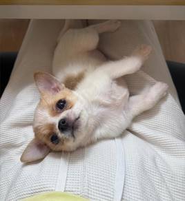 Chihuahua