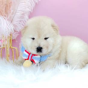 Chow Chow