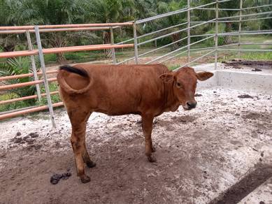 anak limousin 