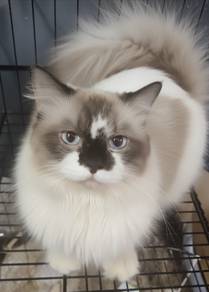 Ragdoll