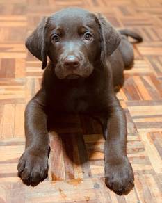 Labrador Retriever Puppies Available – KL & JB
