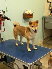 imported lineage Shiba Inu