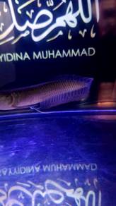 Arowana Silver 
