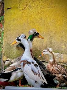 crested duck 🦆 itik jambul