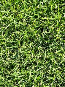 Jappanese Grass Premium