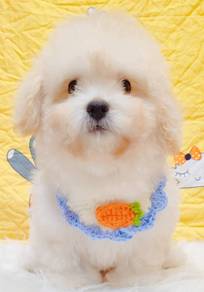 Pooodle Toy
